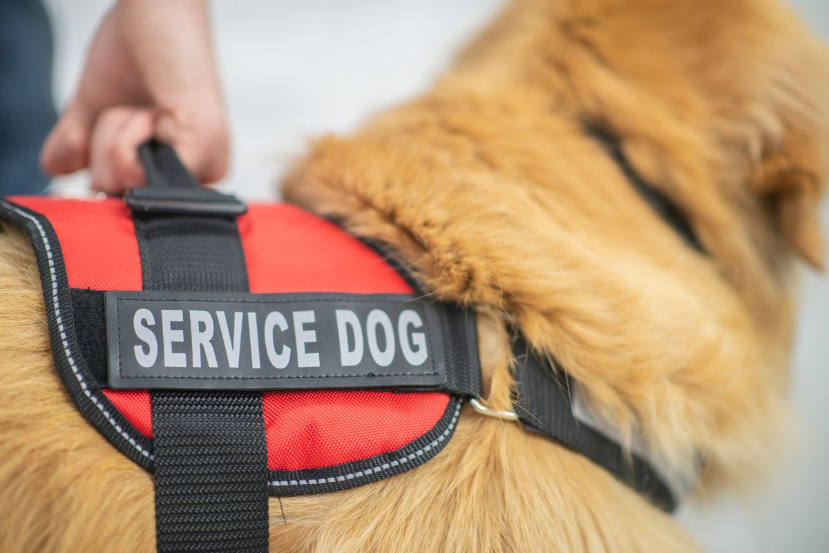 ALWAYS Remembering It's National Service Dog Month (September) 1 I Love Veterinary - Blog for Veterinarians, Vet Techs, Students Service dog with a black and red vest