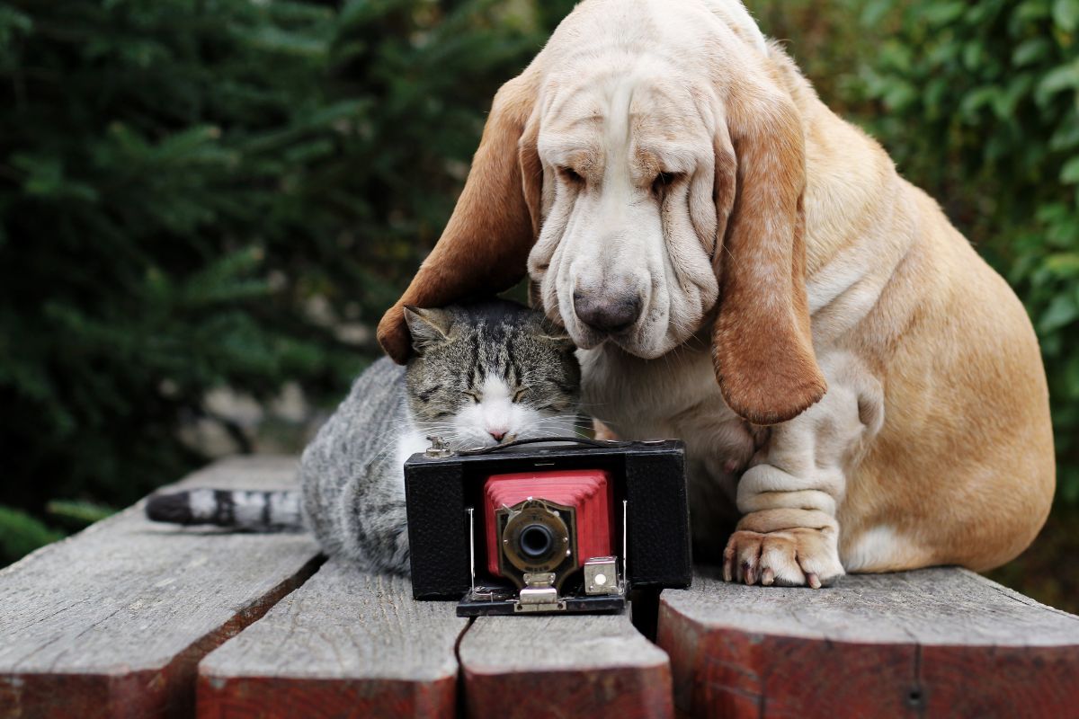 Higgins sorpresa personal Obtenga valor por su dinero con estas 7 mejores cámaras para mascotas - I  Love Veterinary
