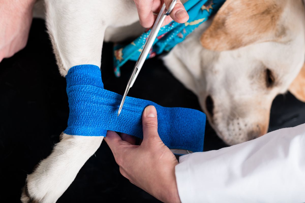 Kann man einem Hund Neosporin geben? Ehrliche Antworten 1 I Love Veterinary - Blog für Tierärzte, Tierärzte, Studenten Hundeverletzung am Bein