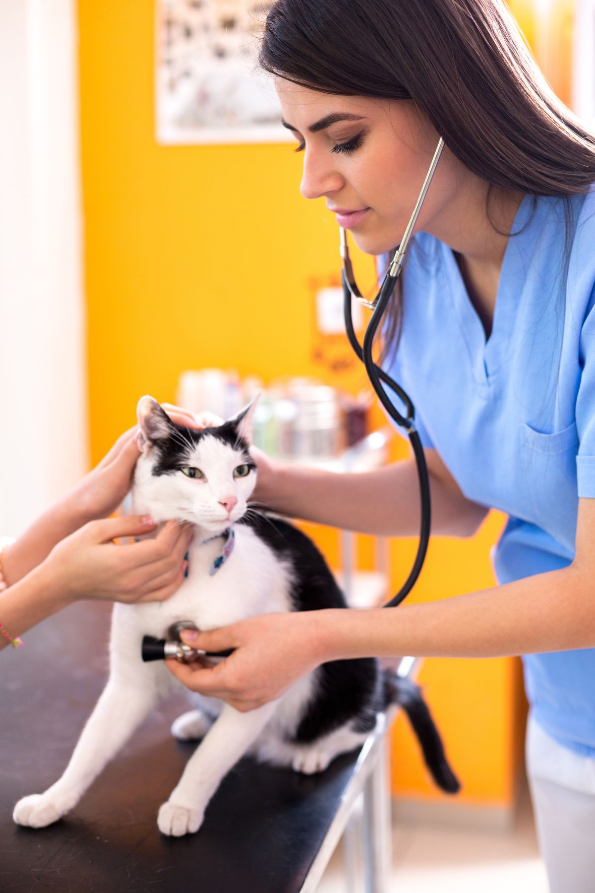How To Calm a Panting Cat 3 I Love Veterinary - Blog for Veterinarians, Vet Techs, Students Listening cat breath
