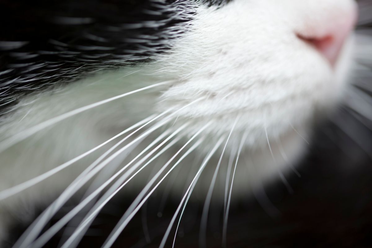 ¿Los bigotes de gato vuelven a crecer? Información respaldada por la ciencia a continuación 1 Me encanta la veterinaria: blog para veterinarios, técnicos veterinarios y estudiantes Bigotes de gato largos