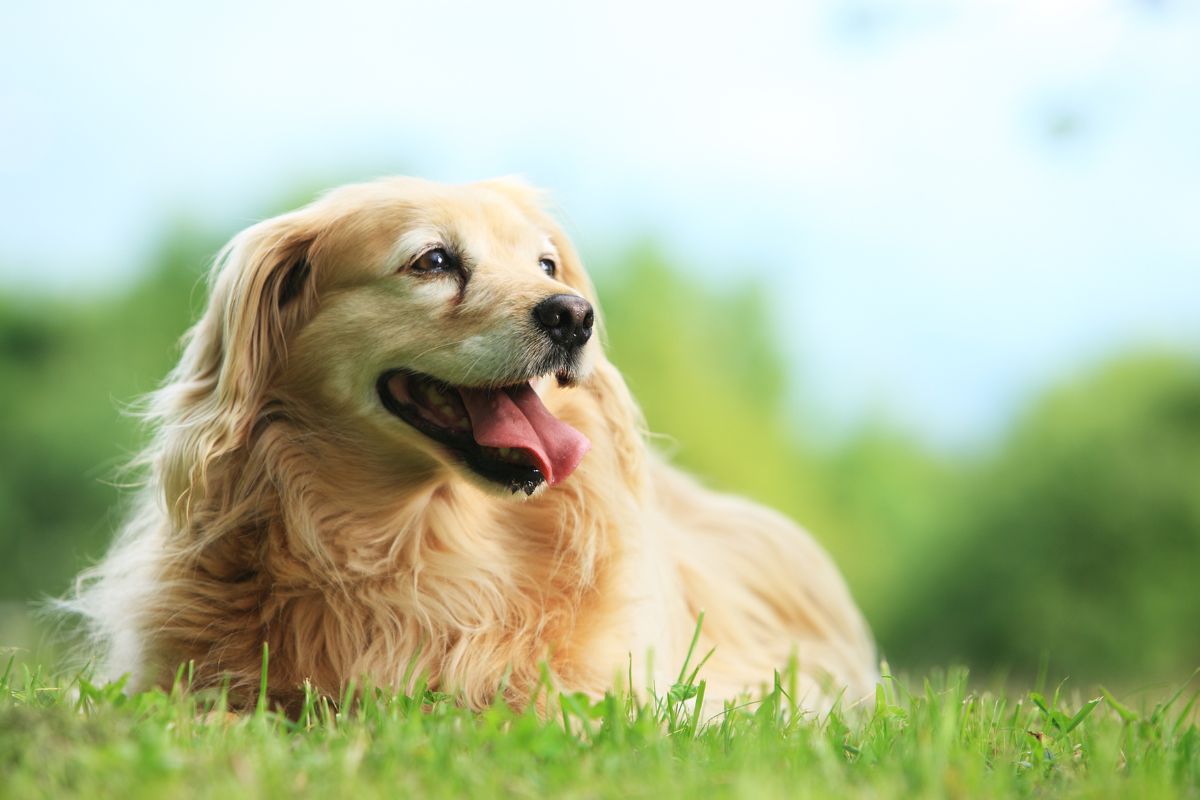 Alle Informationen, die Sie zu Pedialyte for Dogs benötigen 1 I Love Veterinary - Blog für Tierärzte, Tierarzttechniker, Studenten Porträt eines Hundes