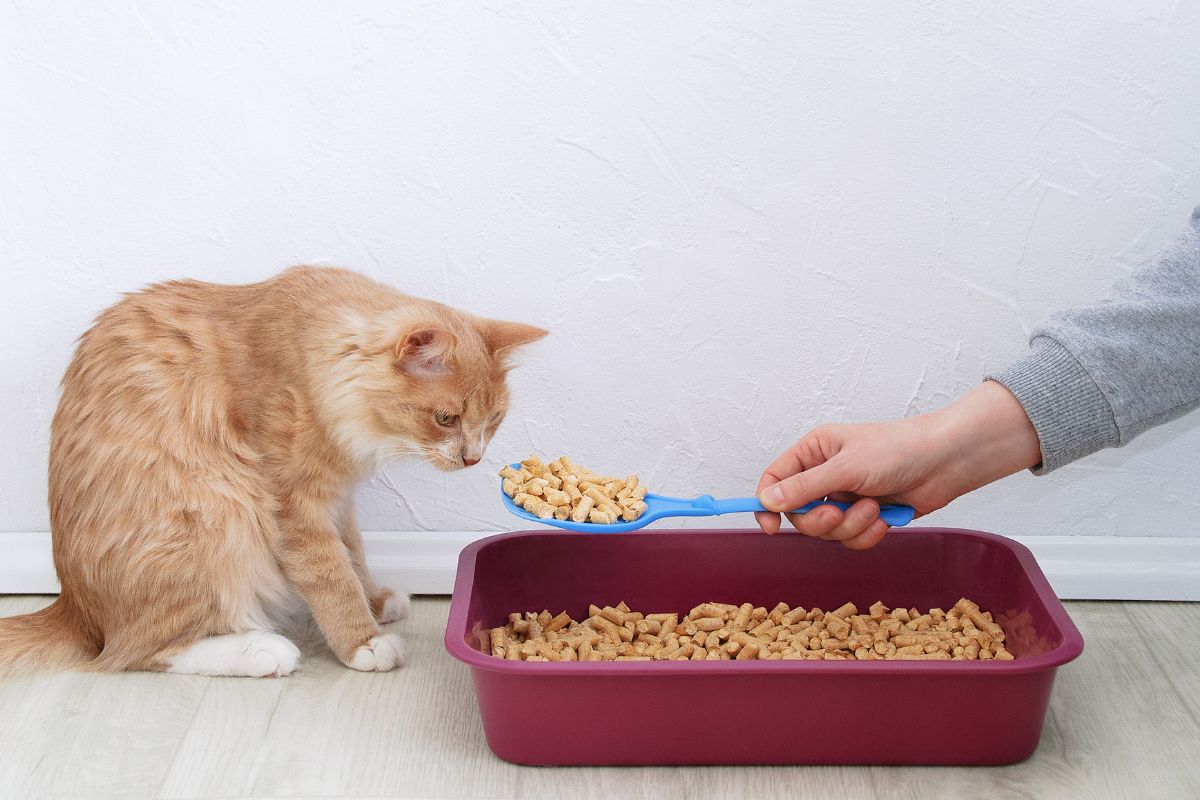 Check Out These 10 Best Wood Pellet Cat Litter Types 1 I Love Veterinary - Blog for Veterinarians, Vet Techs, Students Wood Litter for Cats