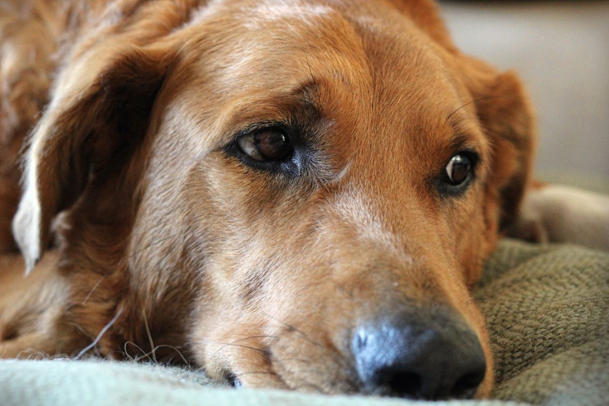 8 Best Dog Crates For Separation Anxiety 1 I Love Veterinary - Blog for Veterinarians, Vet Techs, Students Dog laying down looking sad