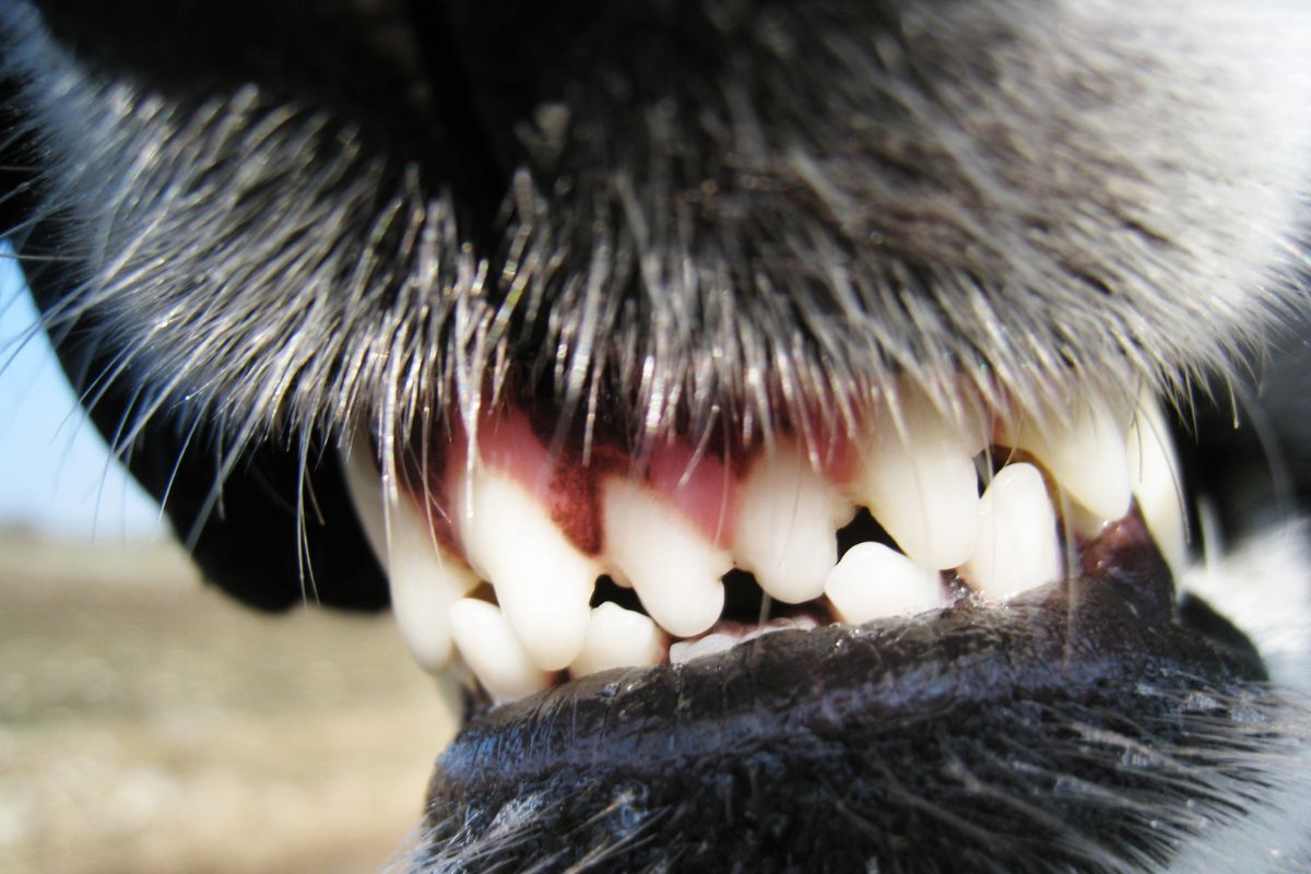 Today, We'll Get BRAZEN About Pale Gums In Dogs 3 I Love Veterinary - Blog for Veterinarians, Vet Techs, Students Dog teeth