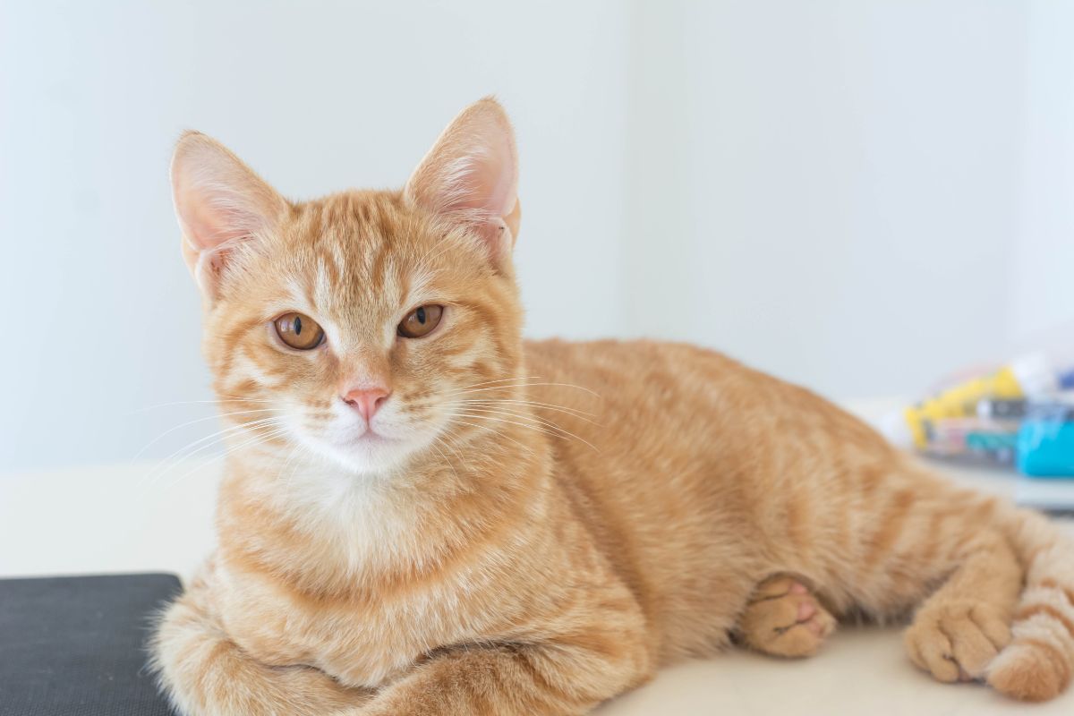 Vet-Savvy Information on Megacolon in Cats 1 I Love Veterinary - Blog for Veterinarians, Vet Techs, Students Cat lying on the floor