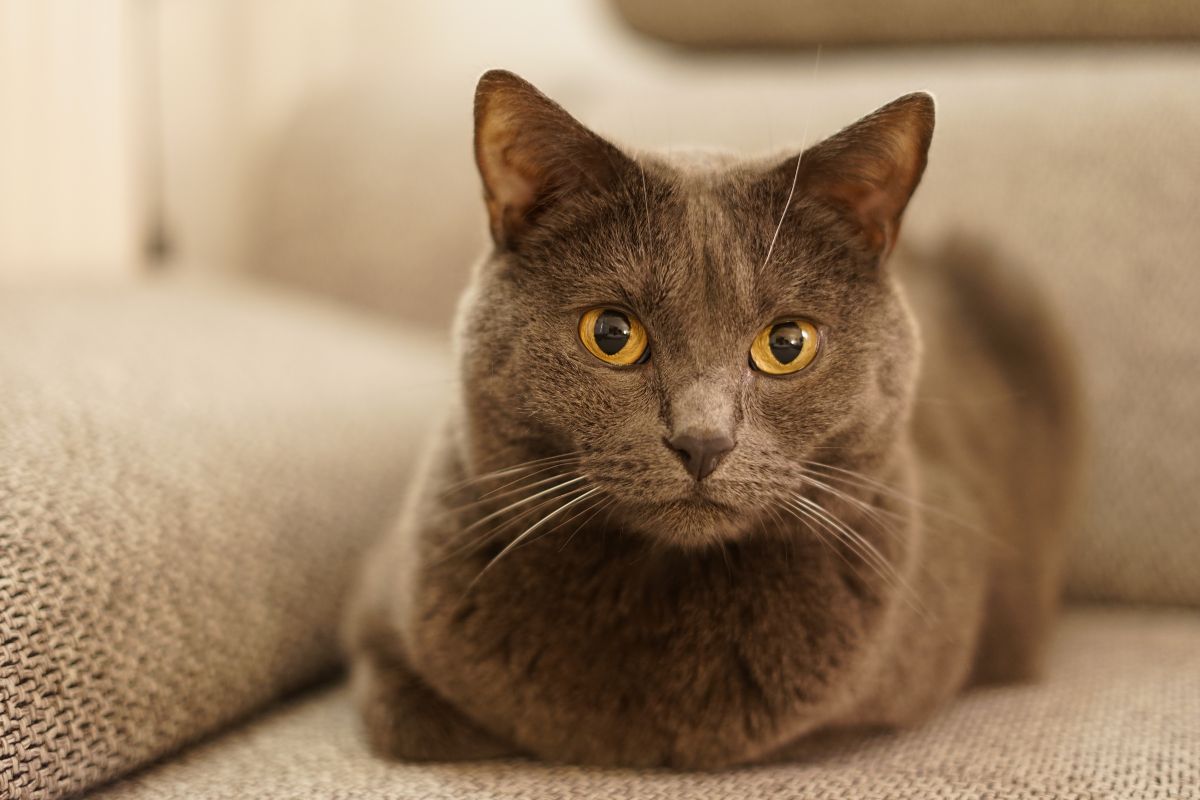 Vet-Savvy Information on Megacolon in Cats 2 I Love Veterinary - Blog for Veterinarians, Vet Techs, Students Cat on the bed