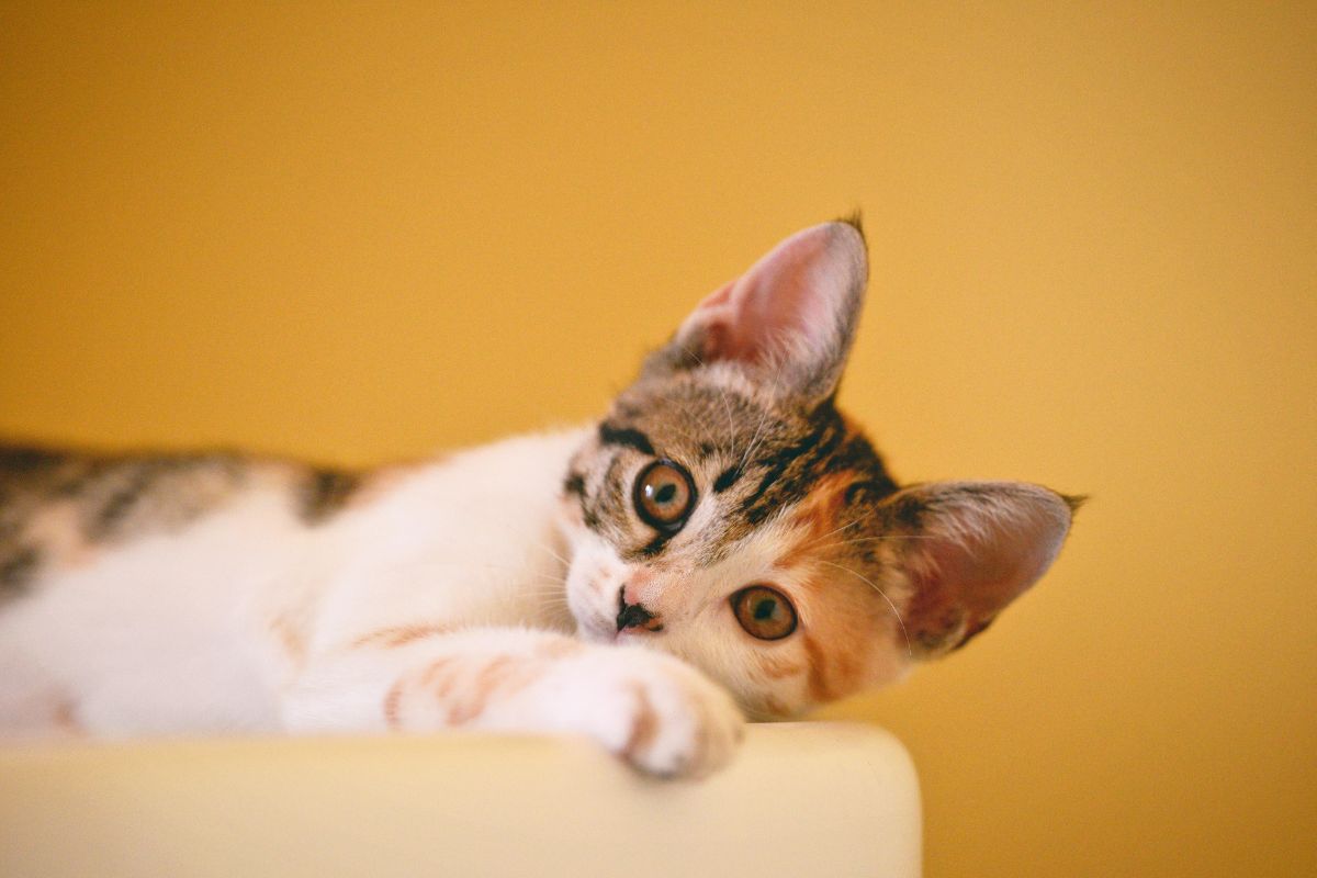 5 Best Taurine Supplements For Cats 19 I Love Veterinary - Blog for Veterinarians, Vet Techs, Students Cat on yellow background