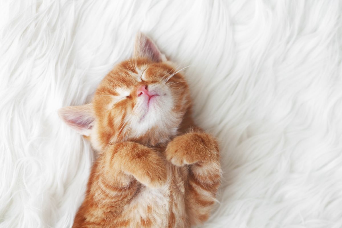 The Severity of Anemia in Cats 1 I Love Veterinary - Blog for Veterinarians, Vet Techs, Students Cute little cat