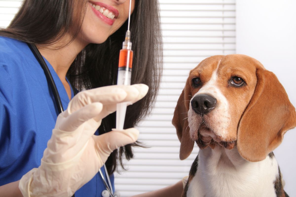 Scarce Info Revealed on Valley Fever in Dogs 3 I Love Veterinary - Blog for Veterinarians, Vet Techs, Students Dog looking at the vaccine