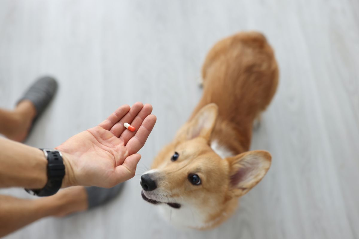 Das beste Kalzium für Hunde (5 Rezensionen zu Nahrungsergänzungsmitteln) 1 Ich liebe Veterinärmedizin – Blog für Tierärzte, Tierarzttechniker und Studenten Hund kapsel geben