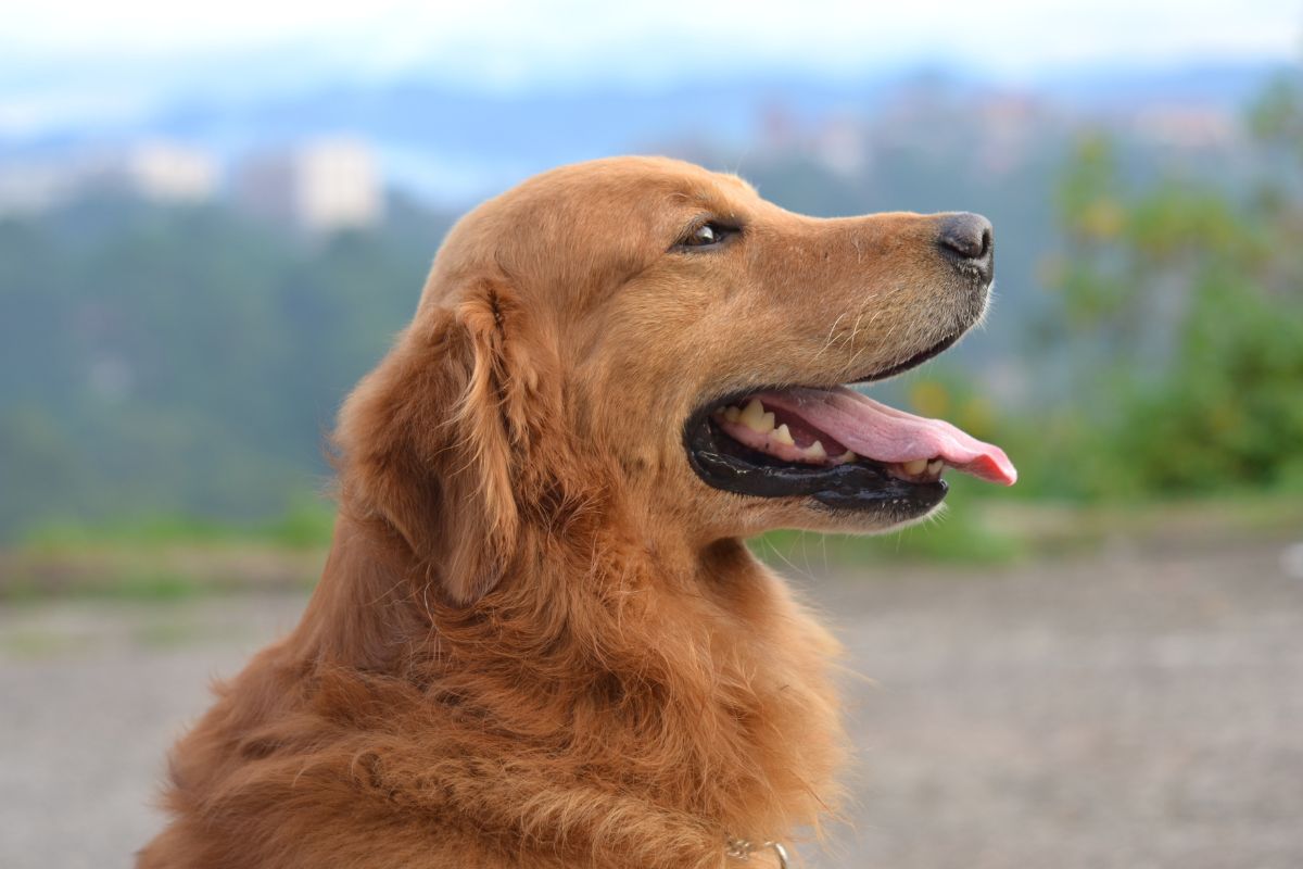 Buying Digestive Enzymes for Dogs (10 Reviews) 1 I Love Veterinary - Blog for Veterinarians, Vet Techs, Students Golden retriever portrait