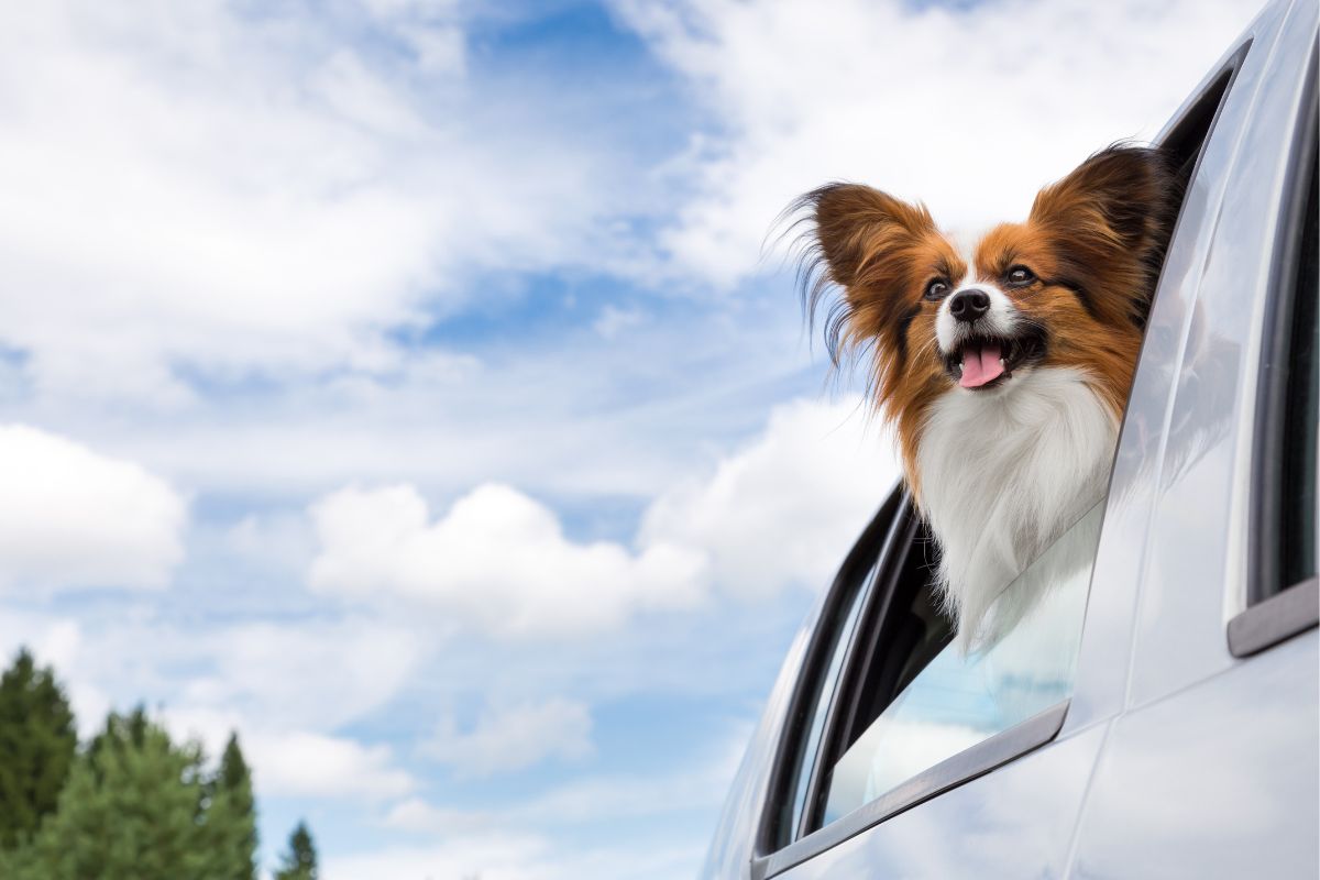 Scarce Info Revealed on Valley Fever in Dogs 2 I Love Veterinary - Blog for Veterinarians, Vet Techs, Students Papillon dog traveling in car