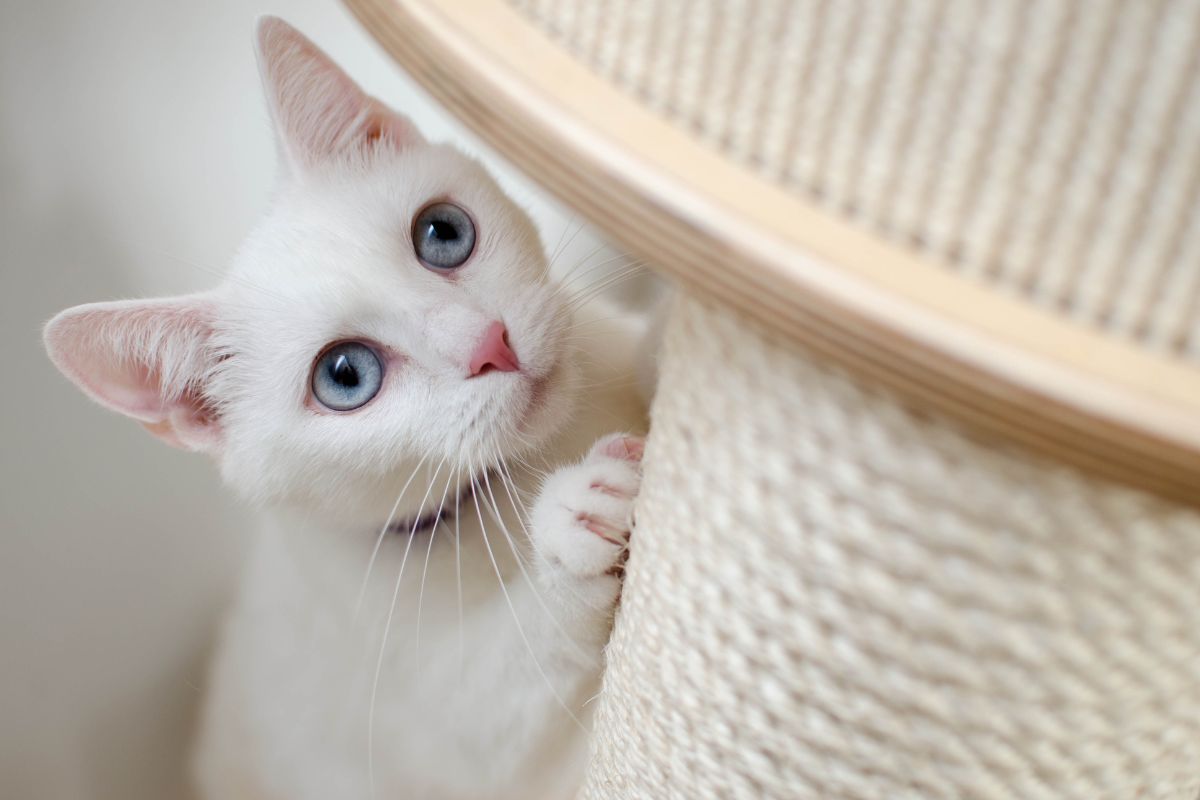 Vet-Savvy Information on Megacolon in Cats 3 I Love Veterinary - Blog for Veterinarians, Vet Techs, Students White cat with blue eyes