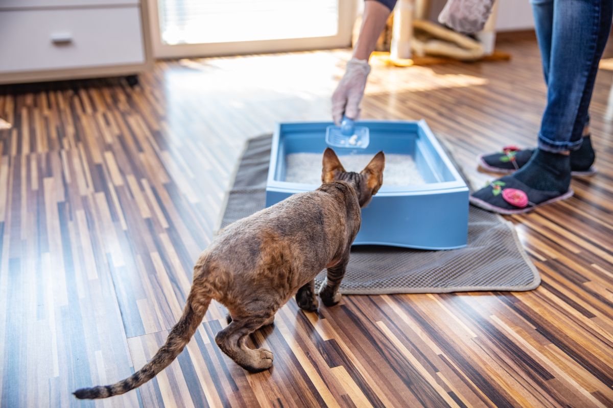 Waarom plast mijn de kattenbak? - Ik van dierenartsen