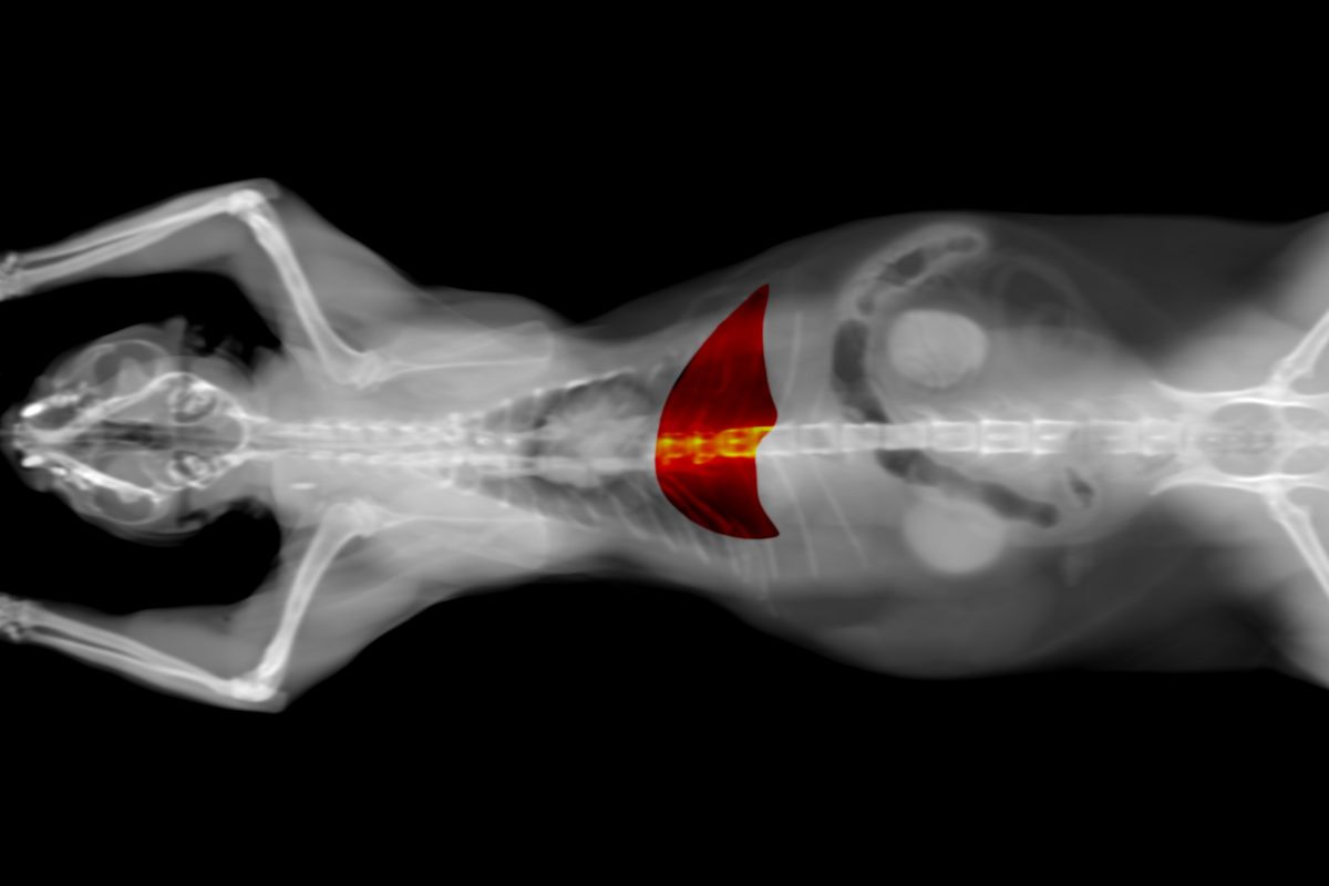 A Veterinary Report On Liver Disease In Cats 1 I Love Veterinary - Blog for Veterinarians, Vet Techs, Students scan of a cat liver