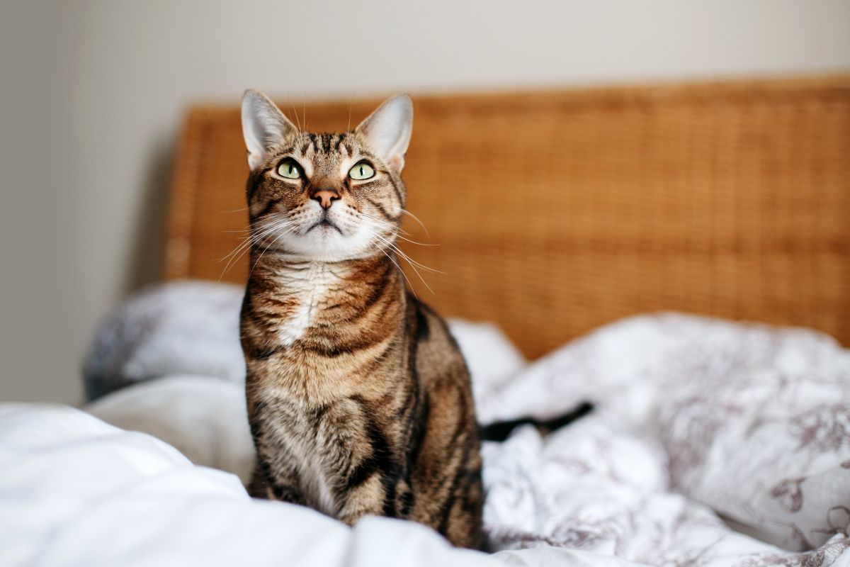 Veterinary Advice on Dealing With Tapeworms in Cats 1 I Love Veterinary - Blog for Veterinarians, Vet Techs, Students Cat sitting on a bed
