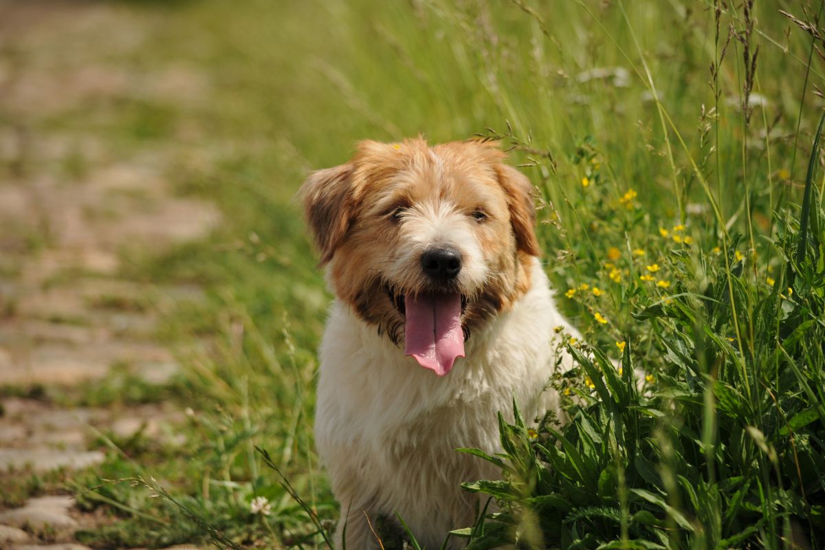 How to Recognize and Treat Stress Colitis in Dogs 1 I Love Veterinary - Blog for Veterinarians, Vet Techs, Students Dog sitting in the grass
