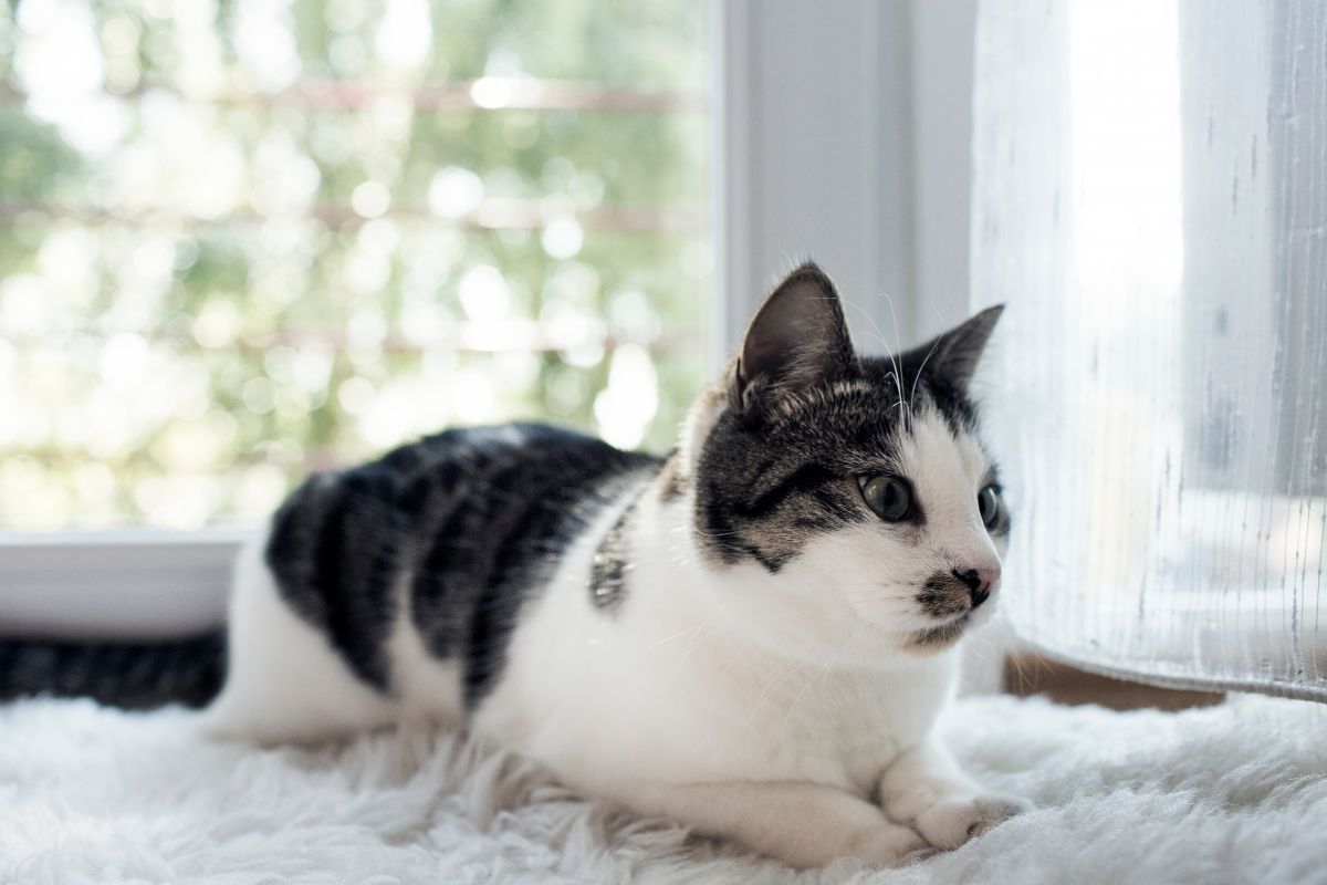 The Shocking Truth About Dehydration in Cats and How to Combat It 2 I Love Veterinary - Blog for Veterinarians, Vet Techs, Students Cat on the carpet