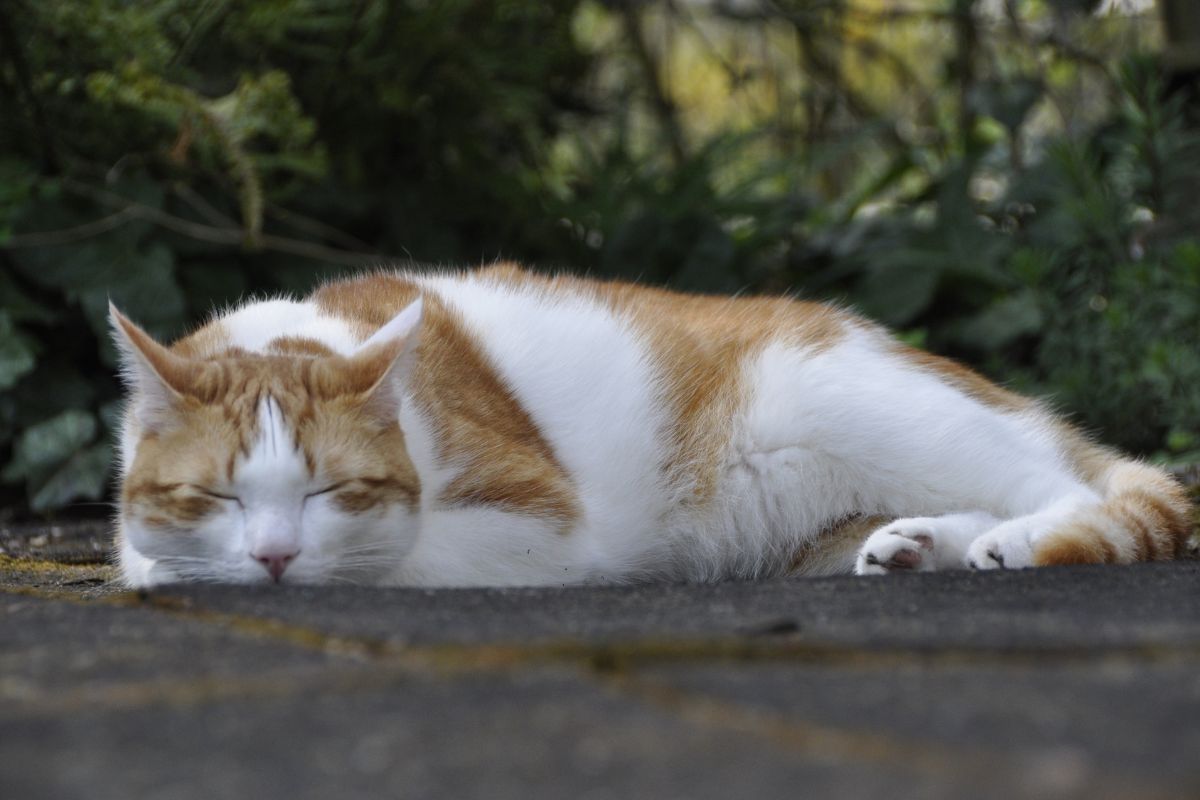 The Shocking Truth About Dehydration in Cats and How to Combat It 1 I Love Veterinary - Blog for Veterinarians, Vet Techs, Students Cat sleeping outdoor