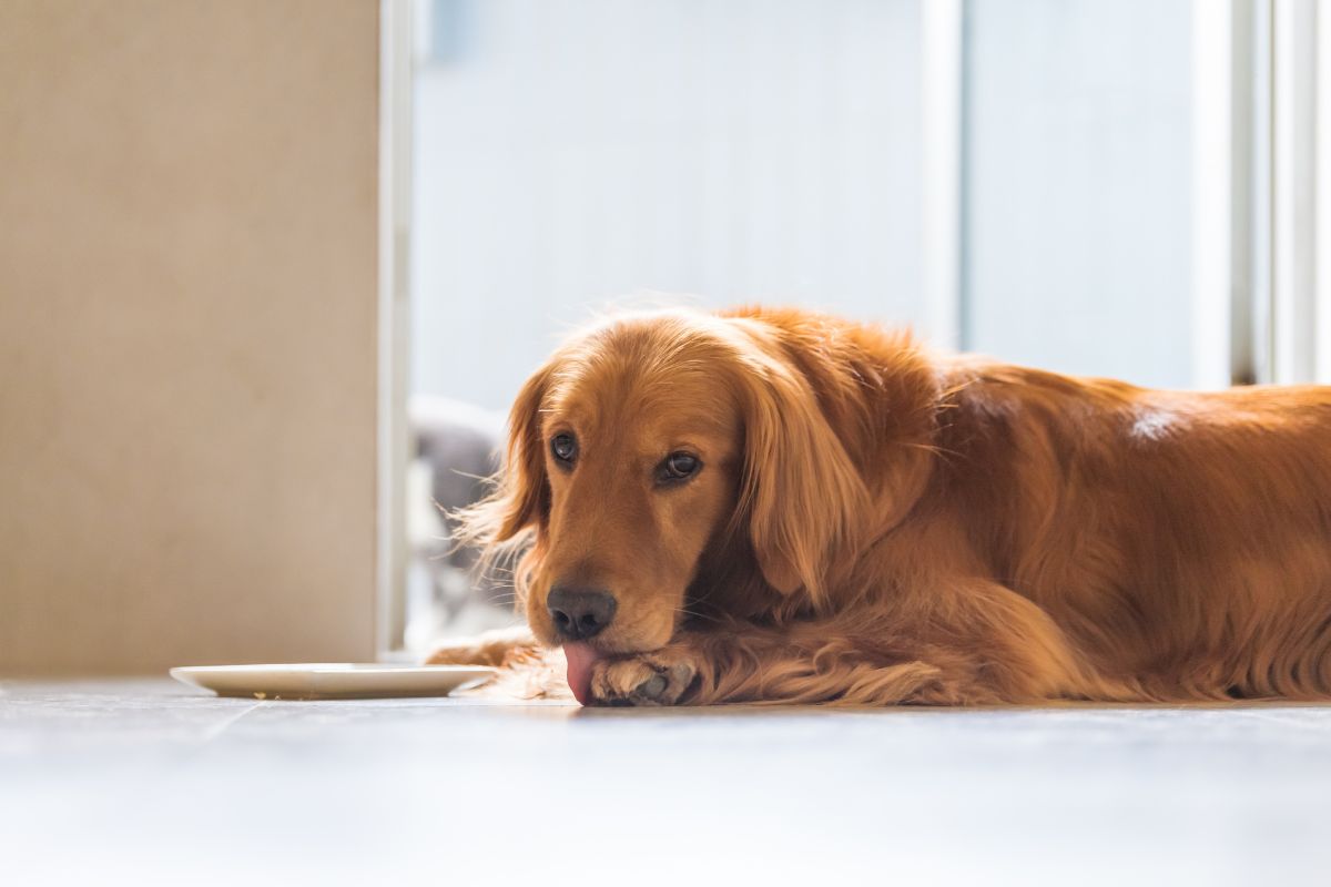 Stop Pododermatitis Dog Paws in Their Tracks: Our Powerful Tips 2 I Love Veterinary - Blog for Veterinarians, Vet Techs, Students Golden retriever licking his paws