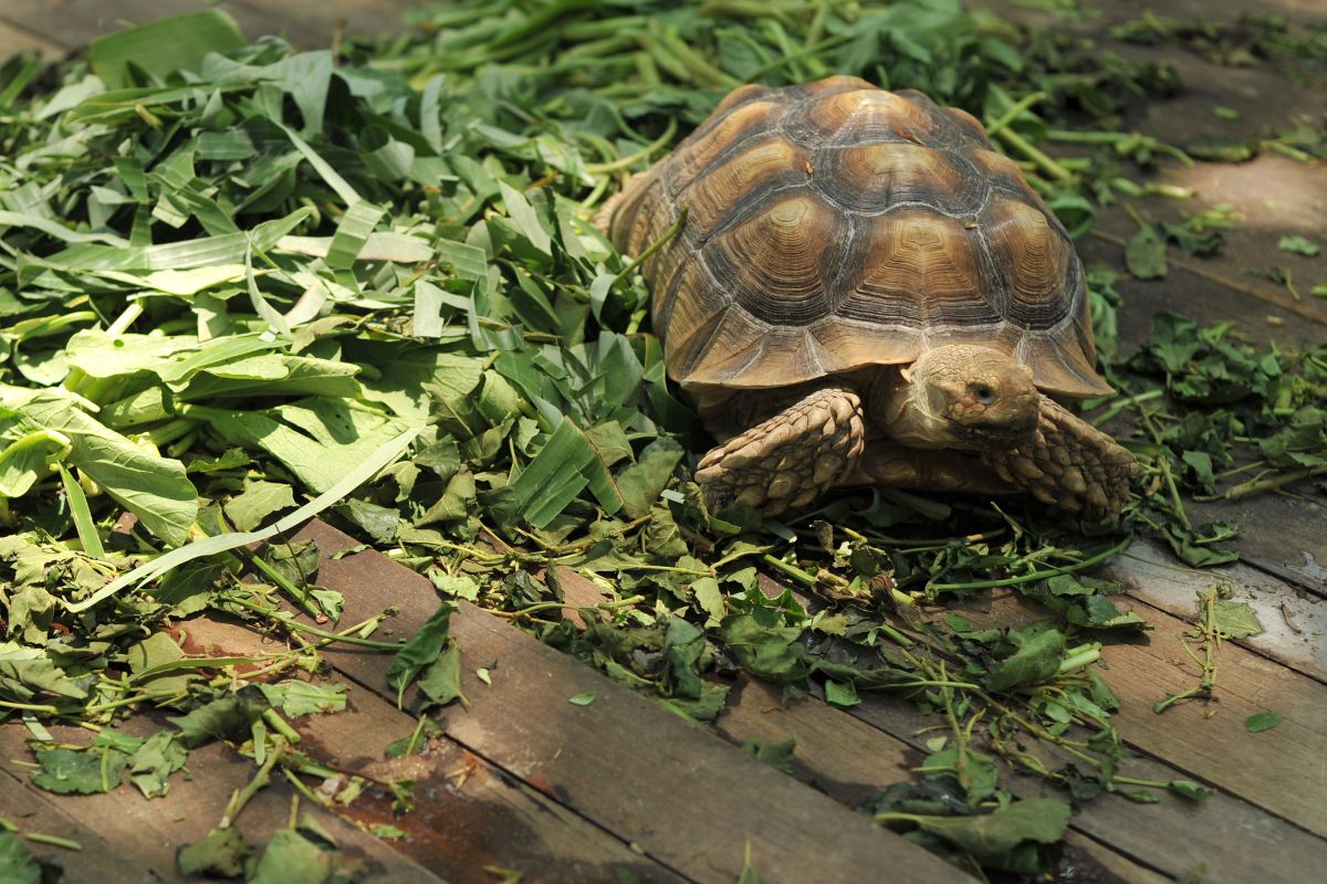 Our Top-Rated Turtle Food: A Comprehensive Review 2 I Love Veterinary - Blog for Veterinarians, Vet Techs, Students Tortoise eating food