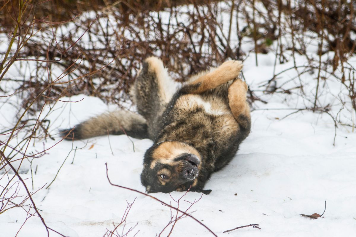 Dog rolling in snow