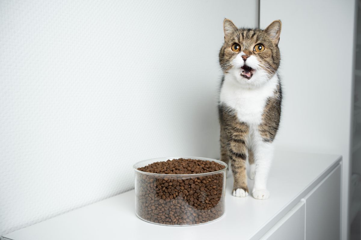 Our Honest Blue Wilderness Cat Food Review 1 I Love Veterinary - Blog for Veterinarians, Vet Techs, Students Cat and dry cat food bowl