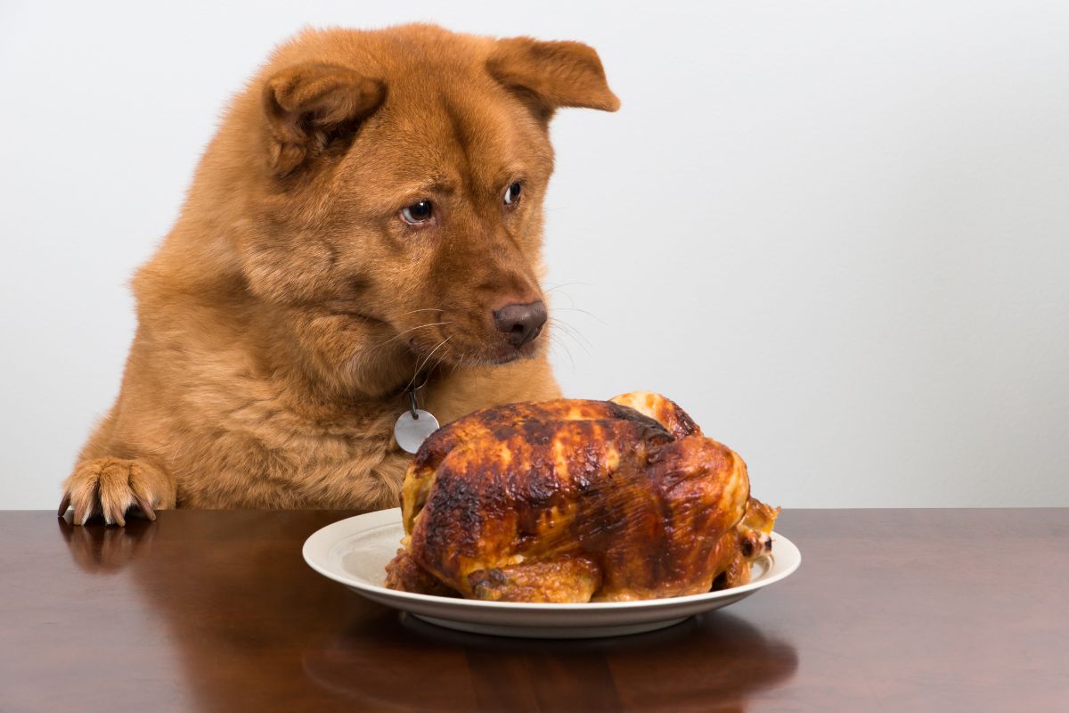 Taurine Supplement for Dogs - All You Need to Know! 2 I Love Veterinary - Blog for Veterinarians, Vet Techs, Students Dog with chicken meat