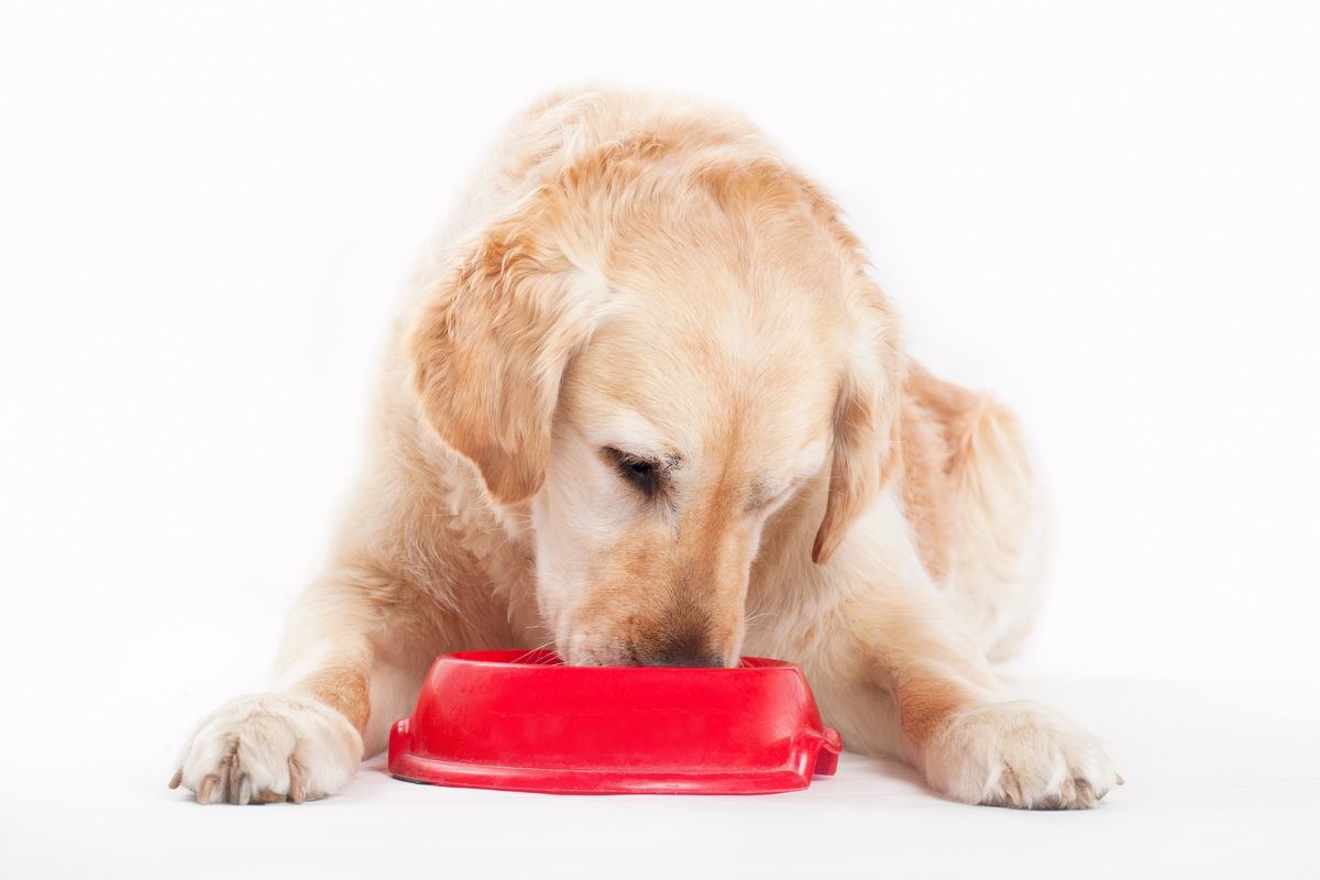 How Long Does it Take for Dogs to Digest Food? Your Question Answered by a Veterinarian 1 I Love Veterinary - Blog for Veterinarians, Vet Techs, Students Golden retriever and dog food