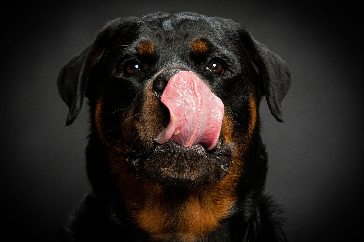 Portrait of dog with tongue out