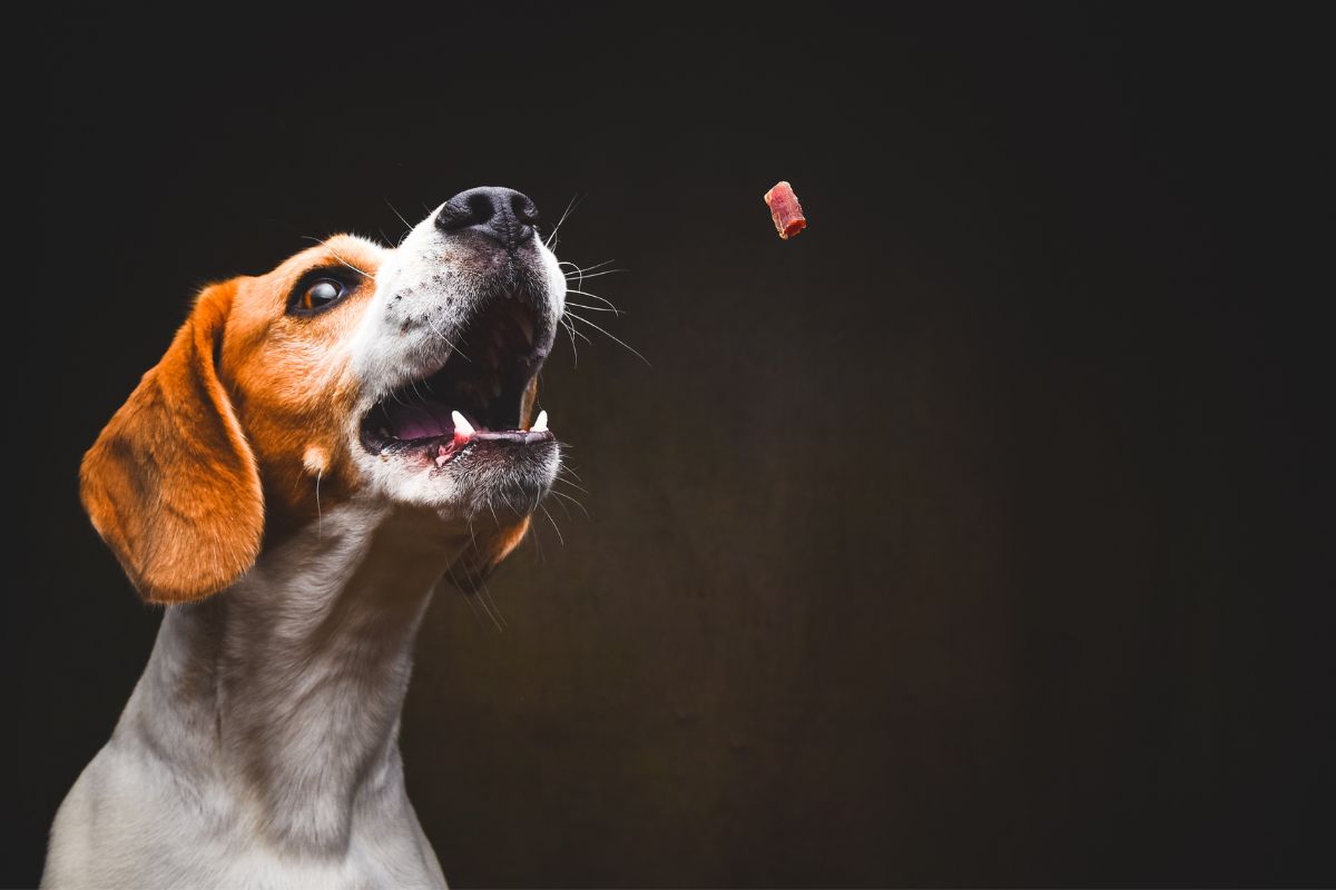 Beagle dog catching a treat