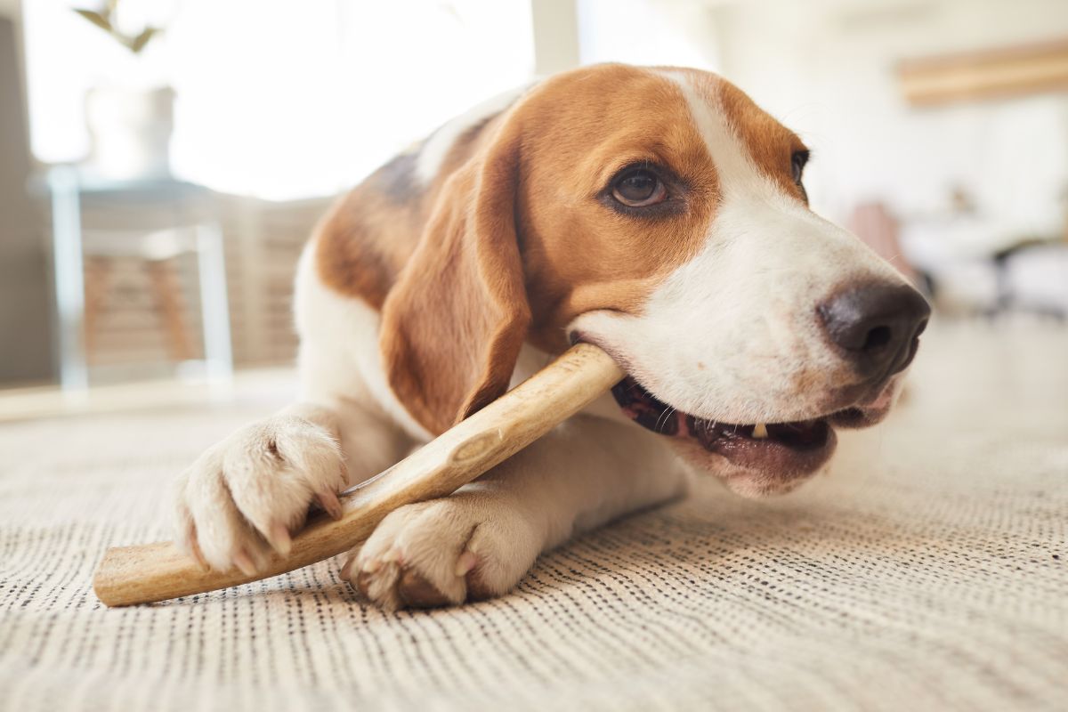 Dog chewing treats