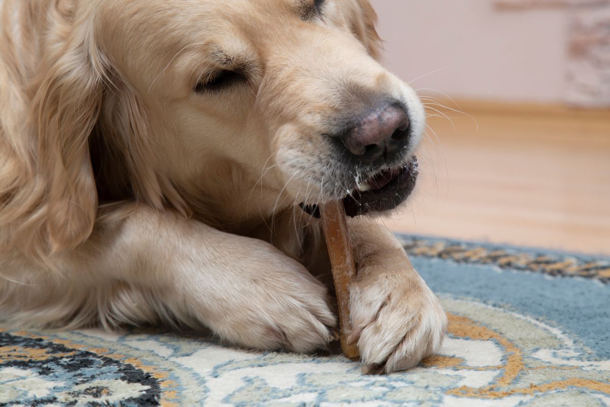 Dog is chewing a bone