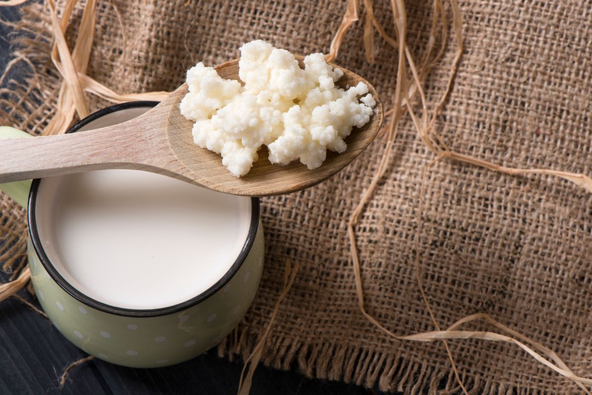 Is Kefir Good for Dogs? Yes or No? 3 I Love Veterinary - Blog for Veterinarians, Vet Techs, Students Kefir in a spoon