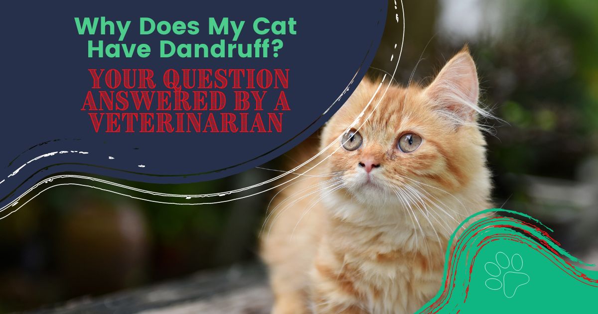 Blog I Love Veterinary Dedicated to Veterinary Professionals