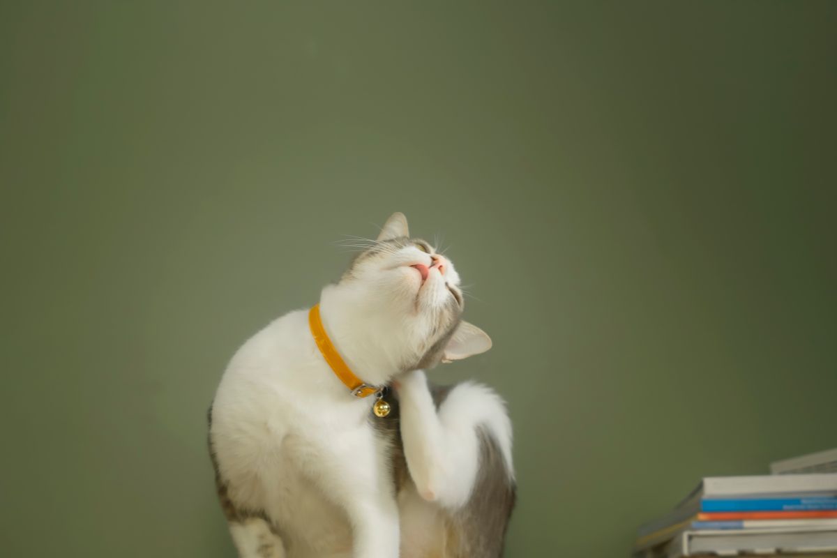 Why Does My Cat Have Bald Spots Your Question Answered by Vets 2 I Love Veterinary Blog for Veterinarians Vet Techs Students Pets Panet Cat with skin disease